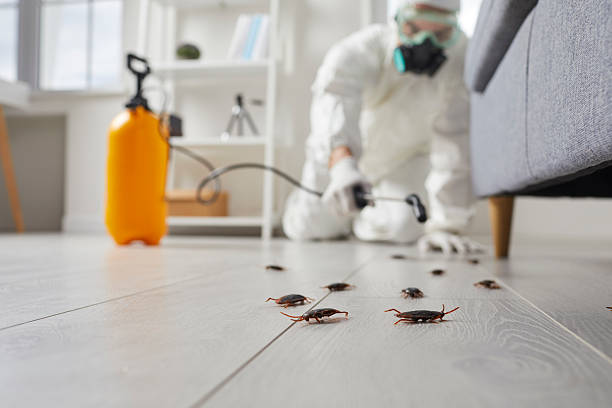 Post-Treatment Bed Bug Interceptor Monitoring in Hansville